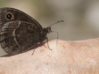 Satyrus ferula 43, male, Grote saterzandoog, Saxifraga-Marijke Verhagen