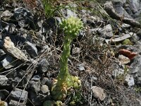 Scolitantides orion 6, Vetkruidblauwtje, habitat, Vlinderstichting-Kars Veling