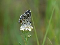 Scolitantides orion 8, Vetkruidblauwtje, Saxifraga-Arthur van Dijk