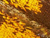 Speyeria aglaja, Dark Green Fritillary