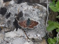 Spialia orbifer, Orbed Red Underwing Skipper