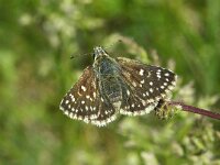 Spialia orbifer 2, Oostelijk kalkgraslanddikkopje, Vlinderstichting-Chris van Swaay  5.19 11:55