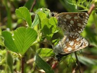 Spialia orbifer 4, Oostelijk kalkgraslanddikkopje, Saxifraga-Kars Veling
