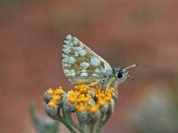 Spialia phlomidis, Persian Skipper