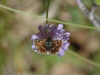 Spialia sertorius, Red Underwing Skipper