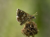 Spialia sertorius 11, Kalkgraslanddikkopje, Saxifraga-Jan van der Straaten