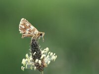 Spialia sertorius 12, Kalkgraslanddikkopje, Vlinderstichting-Henkjan Kieviet