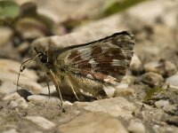 Spialia sertorius 17, Kalkgraslanddikkopje, Saxifraga-Jan van der Straaten