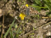 Spialia sertorius 20, Kalkgraslanddikkopje, Saxifraga-Jan van der Straaten