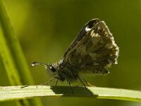 Spialia sertorius 25, Kalkgraslanddikkopje, Saxifraga-Jan van der Straaten