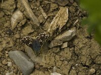 Spialia sertorius 26, Kalkgraslanddikkopje, Saxifraga-Jan van der Straaten