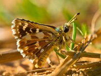 Red Underwing Skipper  Beautiful Wild Red Underwing Skipper Butterfly (Spialia sertorius) : Red Underwing Skipper, Spialia, Spialia Sertorius, animal, appealing, attractive, background, beautiful, beauty, butterfly, calm, closeup, color, colorful, elegant, environment, europe, european, fauna, flower, garden, giant, good, gorgeous, green, insect, looking, lovely, macro, magnificent, natural, nature, nice, pattern, petals, pretty, serenity, silence, skipper, spring, striking, stunning, summer, wild, wildlife