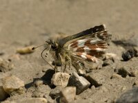 Spialia sertorius 4, Kalkgraslanddikkopje, male, Saxifraga-Jan van der Straaten