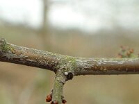 Thecla betulae, Brown Hairstreak