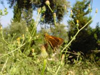 Thymelicus acteon, Lulworth Skipper