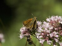 Thymelicus acteon 10, Dwergdikkopje, Saxifraga-Jan van der Straaten