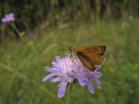 Thymelicus acteon 4, Dwergdikkopje, Saxifraga-Rob Felix : Animalia, Arthropoda, Insecta, Lepidoptera, animal, arthropod, butterfly, dier, dieren, geleedpotige, geleedpotigen, insect, insecten, vlinder, vlinders