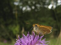 Thymelicus acteon 5, Dwergdikkopje, Saxifraga-Rob Felix : Animalia, Arthropoda, Insecta, Lepidoptera, animal, arthropod, butterfly, dier, dieren, geleedpotige, geleedpotigen, insect, insecten, vlinder, vlinders
