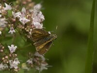 Thymelicus acteon 7, Dwergdikkopje, Saxifraga-Jan van der Straaten