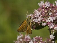 Thymelicus acteon 9, Dwergdikkopje, Saxifraga-Jan van der Straaten