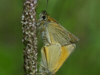 Thymelicus lineola, Essex Skipper