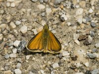 Thymelicus lineola 15, Zwartspreitdikkopje, male, Saxifraga-Marijke Verhagen