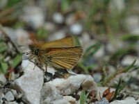 Thymelicus lineola 26, Zwartsprietdikkopje, Saxifraga-Jan van der Straaten
