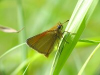 Thymelicus lineola 29, Zwartsprietdikkopje, Vlinderstichting-Henk Bosma