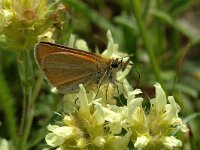 Thymelicus lineola 30, Zwartsprietdikkopje, Saxifraga-Jan van der Straaten