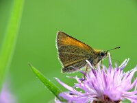 Thymelicus lineola 31, Zwartsprietdikkopje, Vlinderstichting-Henk Bosma