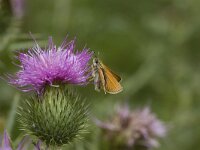 Thymelicus lineola 33, Zwartsprietdikkopje, Vlinderstichting-Henk Bosma