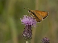 Thymelicus lineola 41, Zwartsprietdikkopje, Vlinderstichting-Kars Veling
