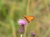 Thymelicus lineola 43, Zwartsprietdikkopje, Vlinderstichting-Kars Veling