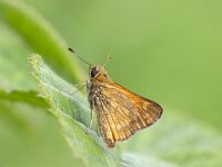 Thymelicus lineola 46, Zwartsprietdikkopje, Saxifrag-Roel Meijer