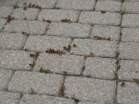 Thymelicus lineola 49, Zwartsprietdikkopje, Saxifraga-Jan van der Straaten