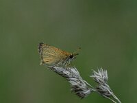 Thymelicus lineola 59, Zwartsprietdikkopje, Saxifraga-Arthur van Dijk