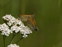 Thymelicus lineola 65, Zwartsprietdikkopje, Saxifraga-Jan van der Straaten