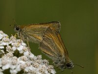 Thymelicus lineola 66, Zwartsprietdikkopje, Saxifraga-Jan van der Straaten