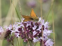 Thymelicus lineola 67, Zwartsprietdikkopje, Saxifraga-Willem van Kruijsbergen