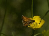 Thymelicus lineola 71, male, Zwartsprietdikkopje, Saxifraga-Jan van der Straaten