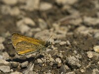 Thymelicus lineola 73, Zwartsprietdikkopje, Saxifraga-Jan van der Straaten