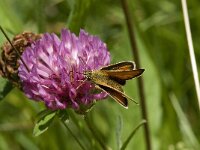 Thymelicus lineola 76, Zwartsprietdikkopje, Saxifraga-Willem van Kruijsbergen