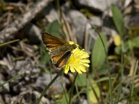 Thymelicus lineola 81, Zwartsprietdikkopje, Saxifraga-Willem van Kruijsbergen