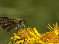 Thymelicus lineola 88, Zwartsprietdikkopje, Saxifraga-Marijke Verhagen