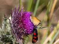 Thymelicus lineola 96, Zwartsprietdikkopje, Saxifraga-Bart Vastenhouw