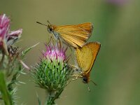 Thymelicus sylvestris, Small Skipper