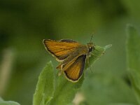 Thymelicus sylvestris 10, Geelsprietdikkopje, male Saxifraga-Jan van der Straaten