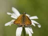 Thymelicus sylvestris 14, Geelsprietdikkopje, Saxifraga-Willem van Kruijsbergen