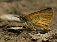 Thymelicus sylvestris 18, Geelsprietdikkopje, Saxifraga-Jan van der Straaten