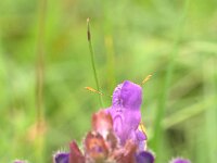 Thymelicus sylvestris 2, Geelsprietdikkopje, Vlinderstichting-Kars Veling